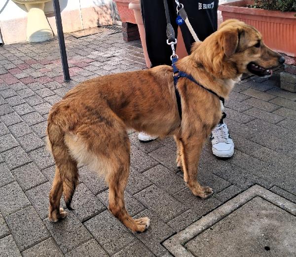 PAPRIKA DOLCE CUCCIOLONA  Foto 3